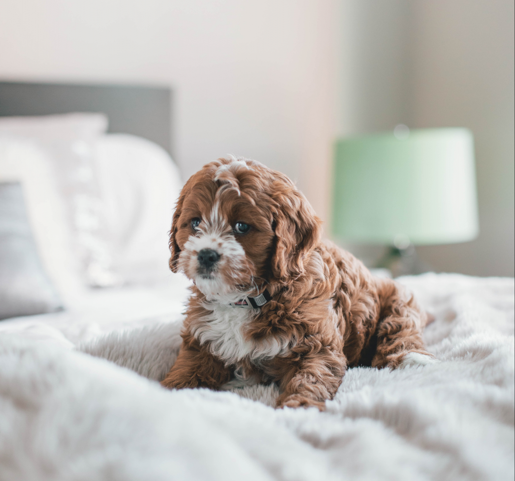 Tips To Make Your Home Pet-Friendly